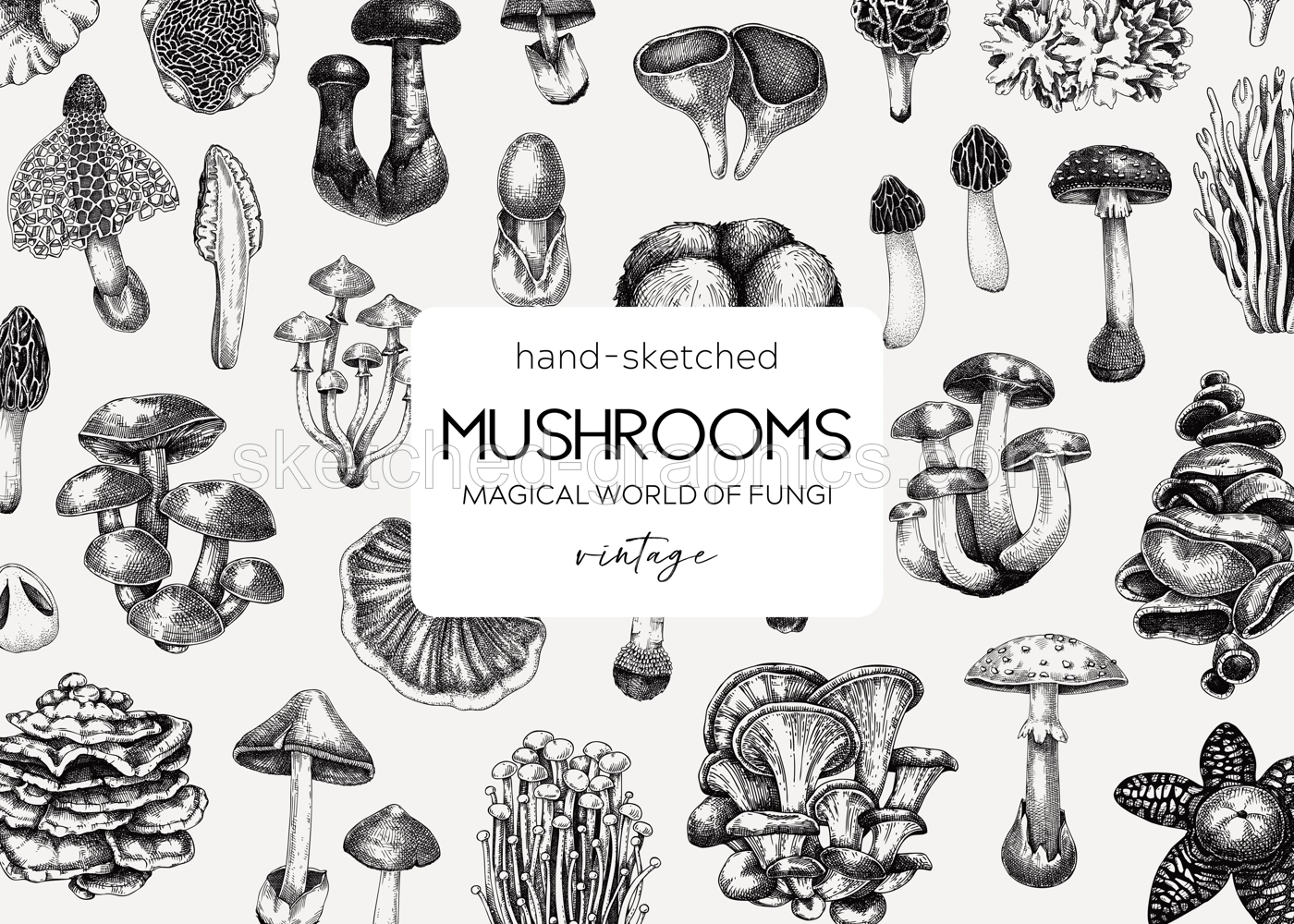 Mushroom background. Hand drawn vector illustration. Healthy food, poisonous mushrooms, fungi sketches. Autumn design template. Vintage banner in engraved style.  Illustration